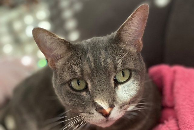 Mag-Lyly, communication animale et Reiki coaching